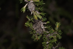 Melaleuca jonesii