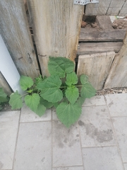 Cyclachaena xanthiifolia