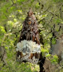 Scoparia minusculalis