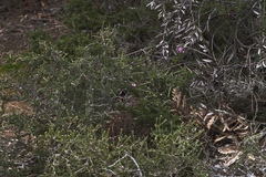 Melaleuca jonesii