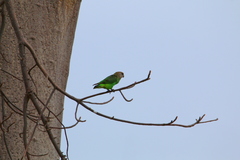 Poicephalus cryptoxanthus