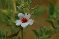 Petalidium aromaticum