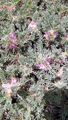 Astragalus siculus