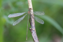 Lestes vigilax