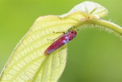 Bothrogonia indistincta