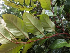 Sarcotoechia protracta