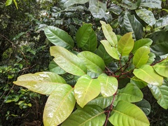 Sarcotoechia protracta