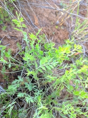 Pimpinella titanophila