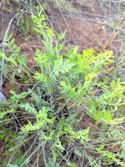 Pimpinella titanophila