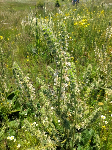 Image of Salvia revelata by (c) Denys Vynokurov, some rights reserved (CC BY)