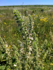 Salvia austriaca
