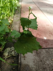Alliaria petiolata
