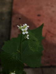 Alliaria petiolata