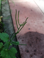 Alliaria petiolata
