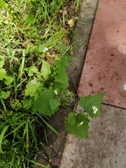 Alliaria petiolata