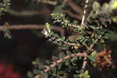 Melaleuca anisandra