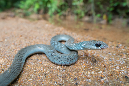 Heller’s Red-necked Keelback, Rhabdophis helleri