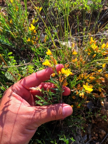 Image of Genista albida by (c) Denys Vynokurov, some rights reserved (CC BY)