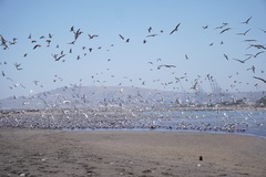 Leucophaeus pipixcan