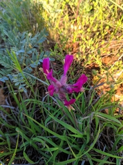 Astragalus vesicarius