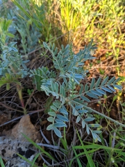 Astragalus vesicarius