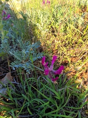 Astragalus vesicarius