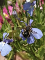 Anthidium manicatum