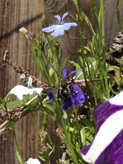 Anthidium manicatum