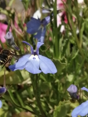 Anthidium manicatum