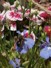 Anthidium manicatum