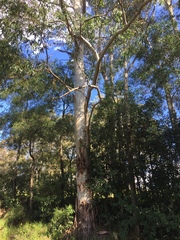 Eucalyptus saligna