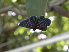 Melanis acroleuca acroleuca