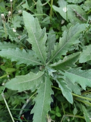 Cirsium arvense