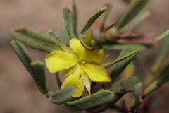 Hibbertia subvaginata