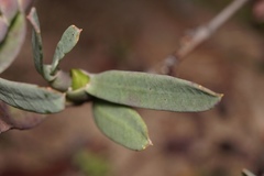 Hibbertia subvaginata