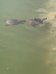 Trachemys scripta image