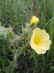 Potentilla astracanica