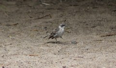 Mimus parvulus parvulus