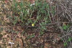 Hibbertia subvaginata