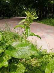 Rumex obtusifolius