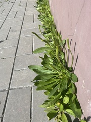 Plantago depressa