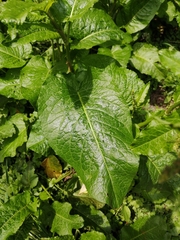 Rumex obtusifolius