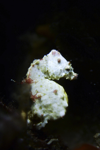 Coleman's pygmy seahorse (Hippocampus colemani) — Syngnathidae — 5