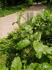Rumex obtusifolius