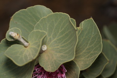 Hakea cucullata