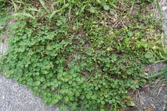 Uromyces trifolii-repentis