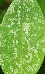 Peronospora lagerheimii