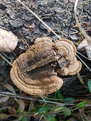 Fuscoporia viticola