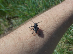 Dorcadion fuliginator