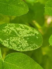 Peronospora lagerheimii